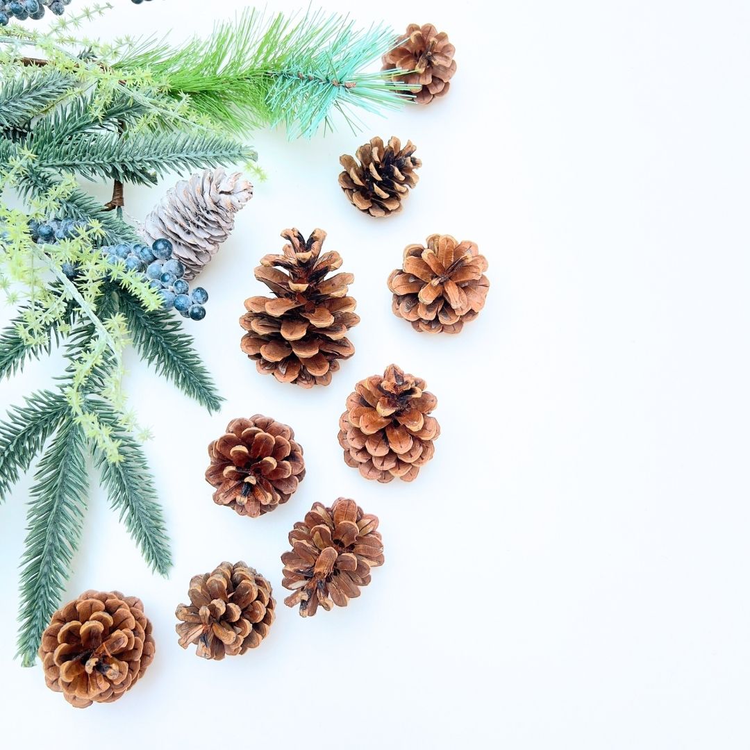 Pinecones and evergreen branches on a white background