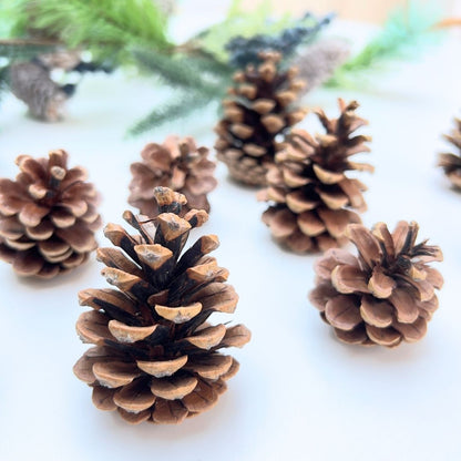 Pine cones on a light background