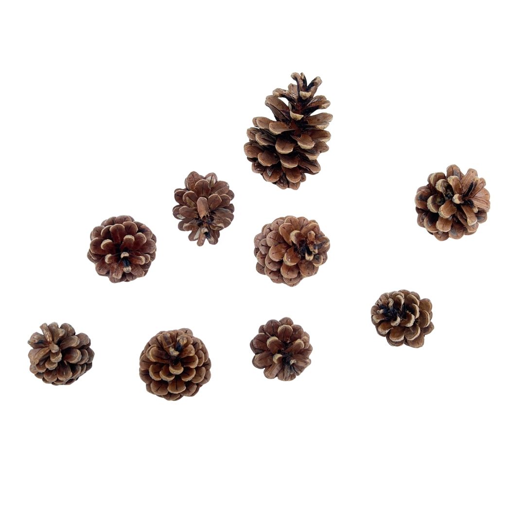 Nine pine cones of varying sizes on a white background