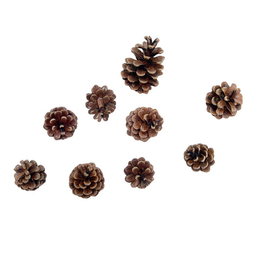 Nine pine cones of varying sizes on a white background
