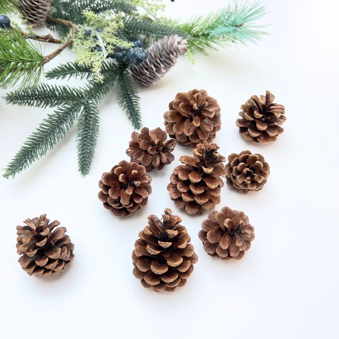 Pine cones and evergreen branches on a white background